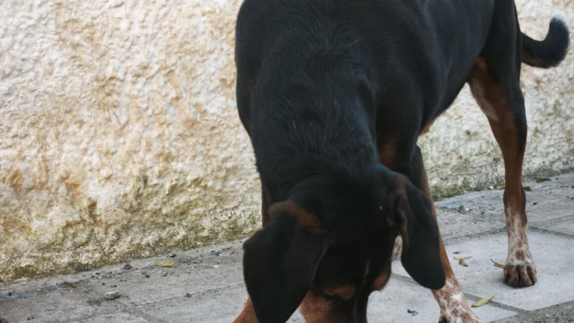 Μια συγκινητική ιστορία που έλαβε χώρα στην Τέμενη παρουσιάστηκε στην σελίδα του fb «Τέμενη Αγαπημένη»