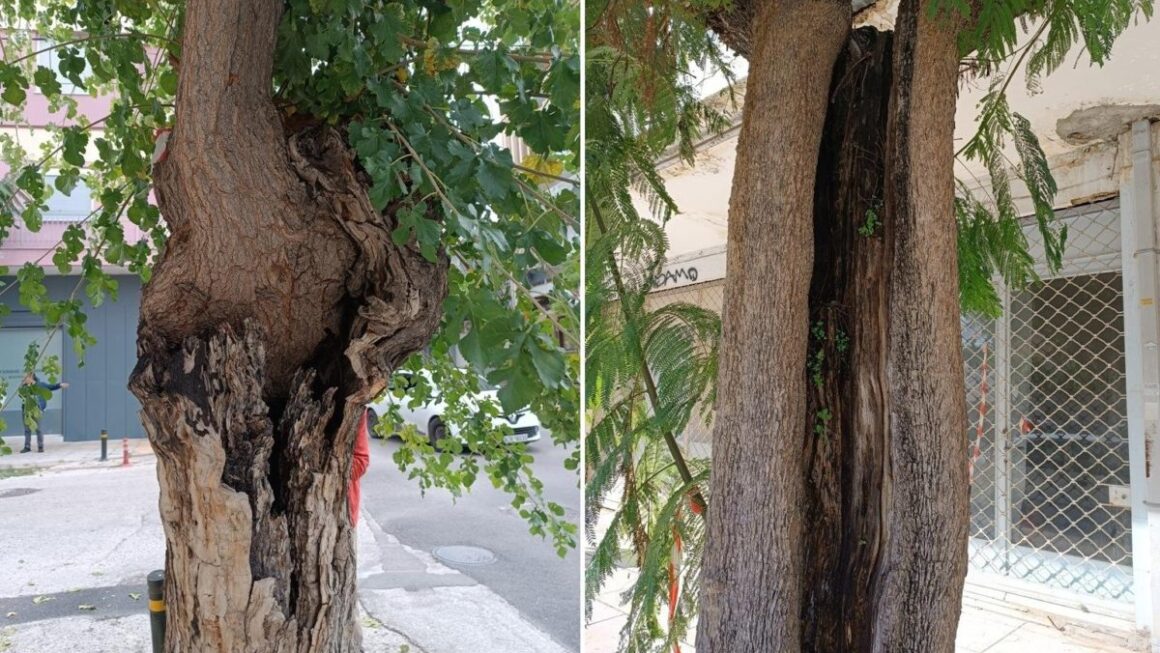 Δήμος Πατρέων: Τα δέντρα στην οδό Σολωμού, δεν κόπηκαν παράνομα ή αυθαίρετα, ήταν άρρωστα κι εγκυμονούσαν κινδύνους και φυσικά θα αντικατασταθούν άμεσα