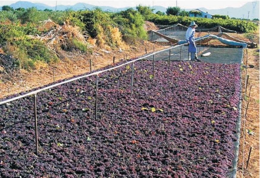 Ανεξάρτητος Αγροτικός Σύλλογος Αιγιαλείας: «Κάτω από 3 ευρώ η σταφίδα δεν συζητείται – θα είναι η χαριστική βολή»